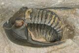 Diademaproetus Trilobite - Foum Zguid, Morocco #363128-3